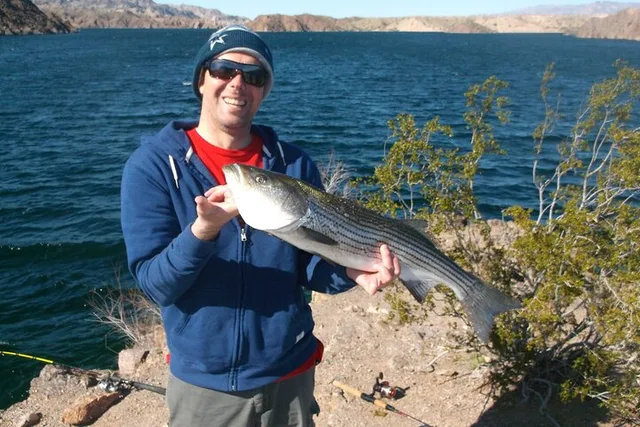 Lake Mead Striped Bass Fishing - Image 2