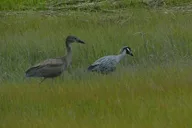 Cape May Eco-Cruise Osprey Birding 2 hr thumbnail 2