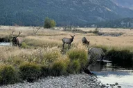 Estes Park Elk Rut Guided Tour 2 hr thumbnail 2