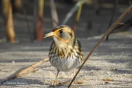 Charleston Bird Watching Tour 75 Min thumbnail 6