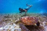 Waikiki Turtle Canyon Snorkeling Adventure 2 hr thumbnail 5