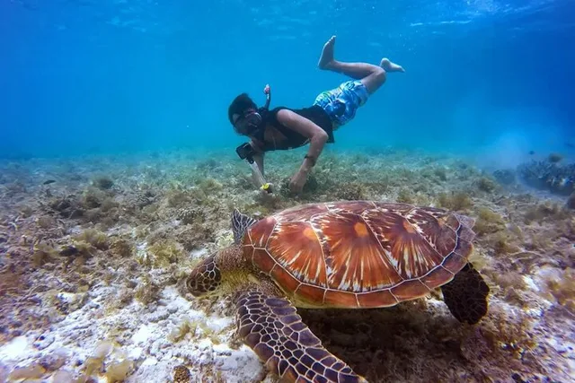 Waikiki Turtle Canyon Snorkeling Adventure 2 hr - Image 5