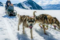 Seward Helicopter Glacier Dogsled Tour thumbnail 3