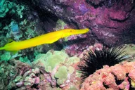 Kauai South Shore SCUBA Dive 4 hr thumbnail 3