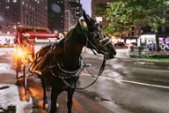 New York City Carriage Ride: Central Park & Rockefeller thumbnail 5
