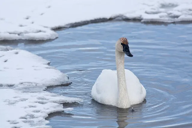 Jackson Hole Winter Wildlife Tour - Image 2