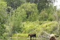 Palmer Knik River Kayak Tour Full Day thumbnail 1