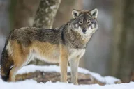 Grand Teton Wildlife Safari 1 hr thumbnail 5