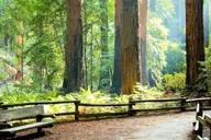 San Francisco Muir Woods and Sausalito Tour thumbnail 5