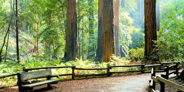 San Francisco Muir Woods and Sausalito Tour - Image 5