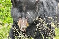 Anchorage Bears & Beers Tasting Tour thumbnail 5