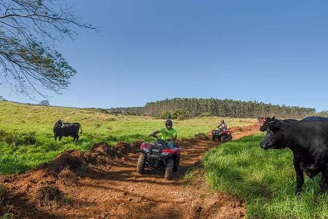 Hilo ATV Waterfall and Swim Experience 90 min - Image 4