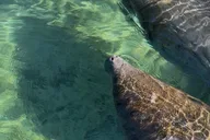 Crystal River Kayak Rental with Manatee Viewing 4 hr thumbnail 5