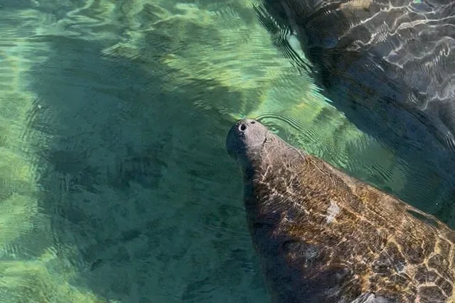 Crystal River Kayak Rental with Manatee Viewing 4 hr - Image 5