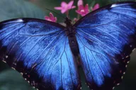 Houston Butterfly Center Ticket thumbnail 2