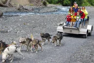Seward Dog Sled Ride and Kenai Fjords Tour thumbnail 1