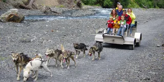 Seward Dog Sled Ride and Kenai Fjords Tour