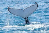 Hilo Humpback Whale-Watching Cruise 1.5 hr thumbnail 6