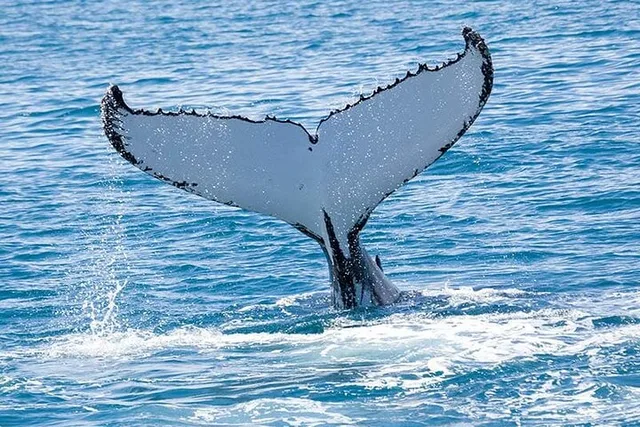 Hilo Humpback Whale-Watching Cruise 1.5 hr - Image 6