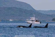 Ketchikan Sea Kayaking and Fast Boat Tour thumbnail 6