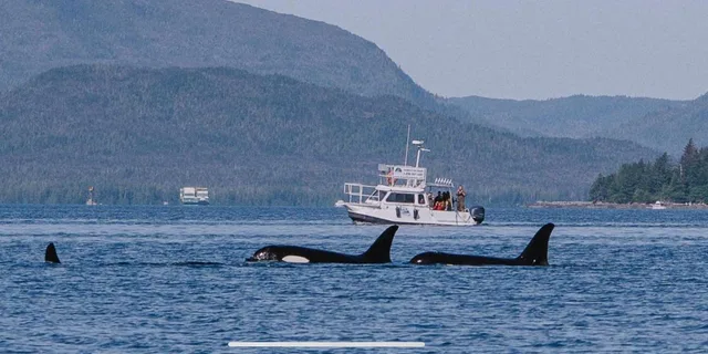 Ketchikan Sea Kayaking and Fast Boat Tour - Image 6