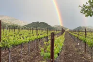 Napa Valley Wine Tour in Sprinter Van thumbnail 5