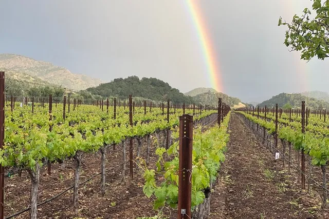Napa Valley Wine Tour in Sprinter Van - Image 5