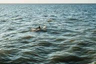 Cape May Sunset Cruise & Dolphin Watching 2 hr thumbnail 3