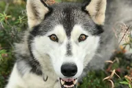 Fairbanks Siberian Husky Kennel Tour 1 hr thumbnail 6