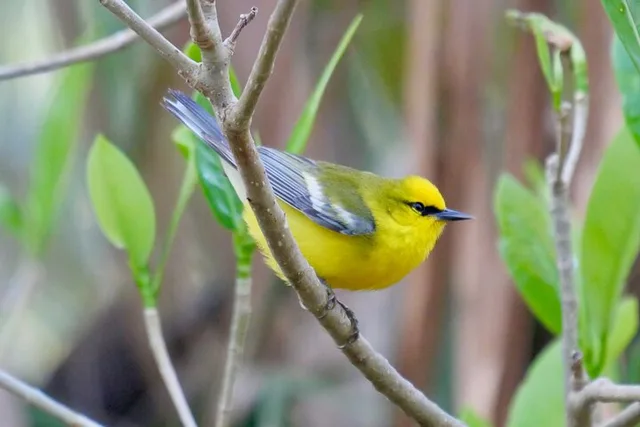 St. Petersburg Birding Tour at Fort De Soto Park - Image 4