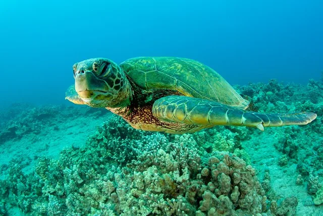 Maui Snorkel Adventure: Molokini Crater and Turtle Stop - Image 2