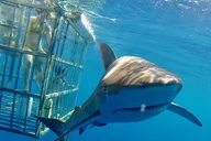 Oahu Shark Dive North Shore 90 Min thumbnail 3