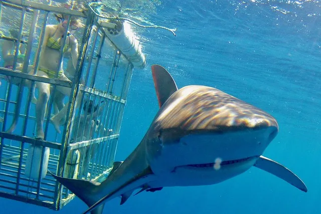 Oahu Shark Dive North Shore 90 Min - Image 3