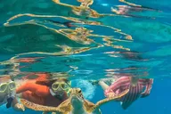 West Palm Beach Peanut Island Boat & Snorkel Tour thumbnail 6