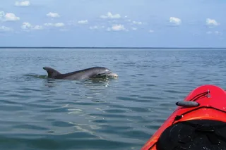 Cocoa Beach Kayaking Tour with Manatee and Dolphin