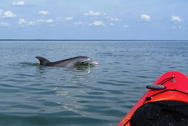 Cocoa Beach Kayaking Tour with Manatee and Dolphin - Image 1