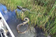 Fort Myers Everglades Adventure Tour thumbnail 1