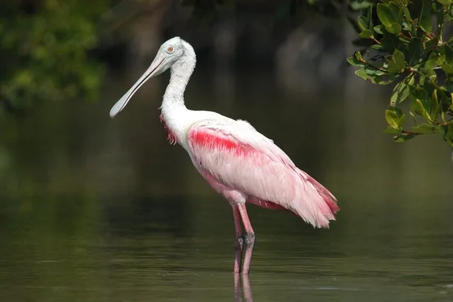 Everglades Boating, Kayaking, and Walking Eco Tour - Image 1