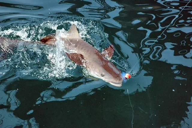 Clearwater Inshore Fishing Charter - Image 6