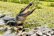 New Orleans Airboat Swamp Adventure thumbnail 2