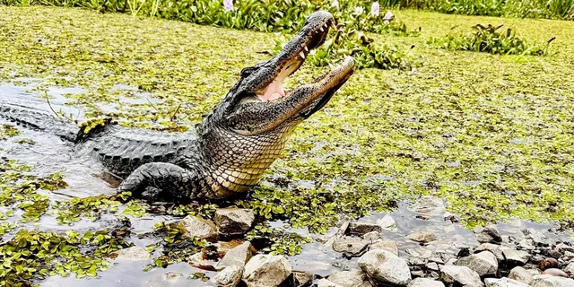New Orleans Airboat Swamp Adventure - Image 2