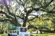 Charleston Magnolia Plantation & Gardens Tour thumbnail 1