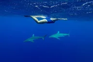 Oahu Cage-Free Shark Swim North Shore 105 Min thumbnail 6