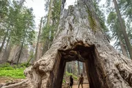 San Jose Yosemite National Park Tour thumbnail 4