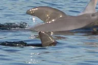 Orange Beach Dolphin Cruise thumbnail 5