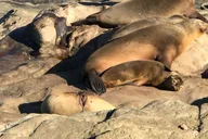 San Diego La Jolla Tour thumbnail 3