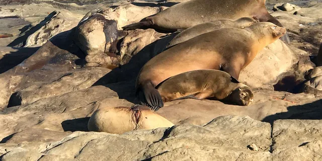 San Diego La Jolla Tour - Image 3