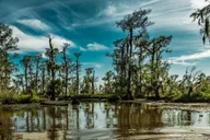 New Orleans Bayou and Swamp Tour thumbnail 6