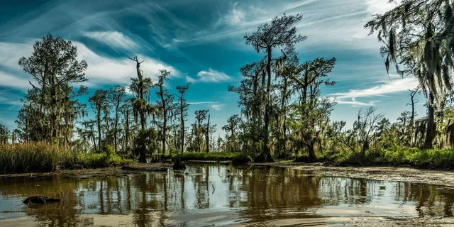 New Orleans Bayou and Swamp Tour - Image 6