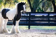 Ocala Gypsy Gold Horse Farm Walking Tour thumbnail 1